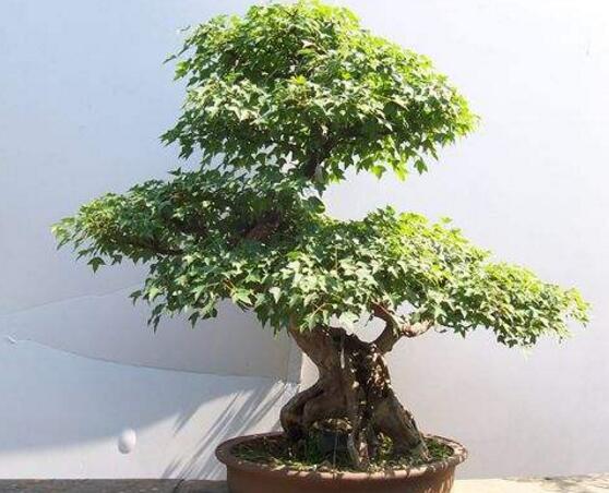 六月雪有毒嗎,六月雪可以養(yǎng)殖在室內(nèi)嗎