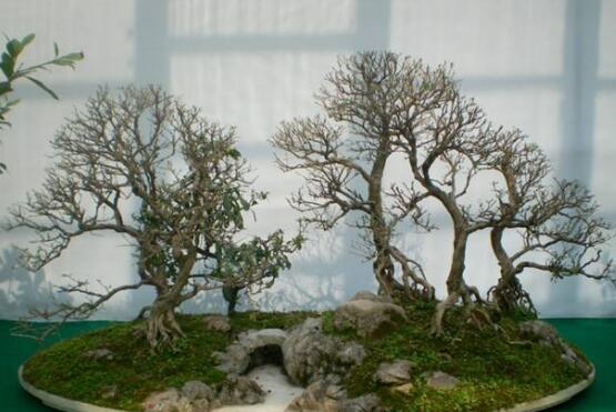 六月雪有毒嗎,六月雪可以養(yǎng)殖在室內(nèi)嗎