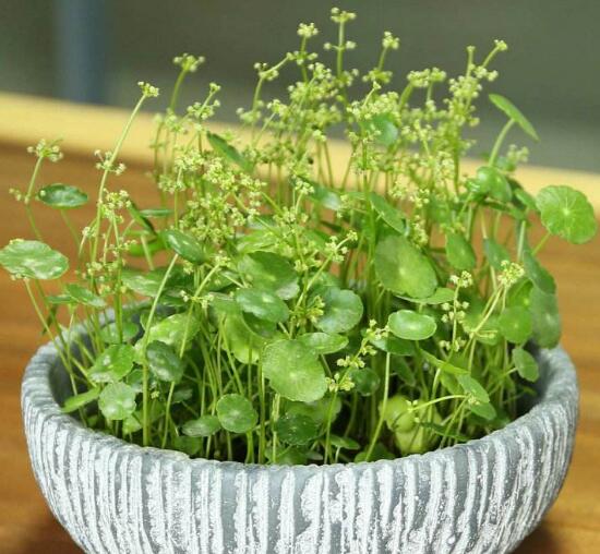 銅錢草什么時候開花,銅錢草花期多長時間(四個月)