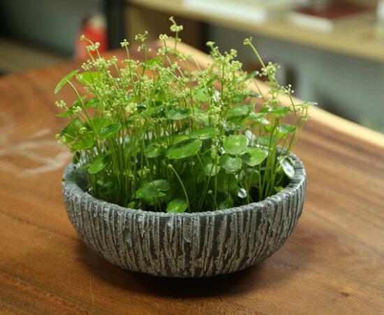 銅錢草什么時候開花,銅錢草花期多長時間(四個月)
