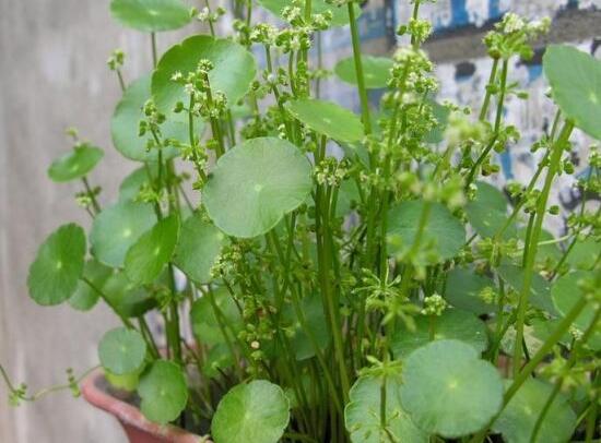 銅錢草什么時候開花,銅錢草花期多長時間(四個月)