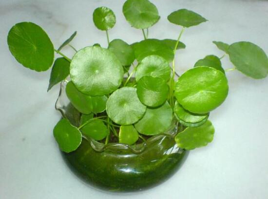 銅錢草有哪些品種,銅錢草品種圖片大全