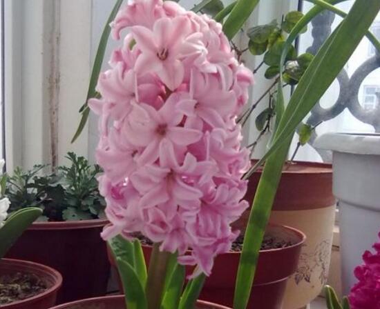 風(fēng)信子什么時(shí)候開花,風(fēng)信子開花后怎么處理
