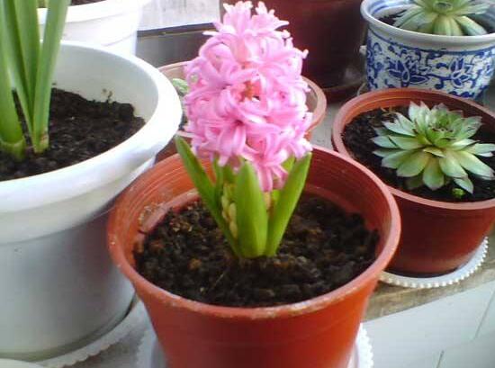 風(fēng)信子什么時(shí)候開花,風(fēng)信子開花后怎么處理