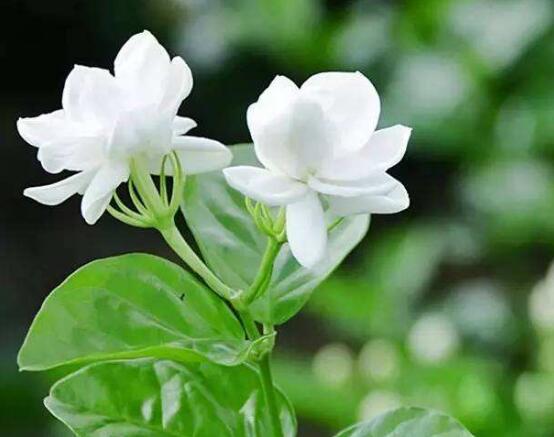 茉莉花施什么肥好,茉莉花施磷鉀肥和有機(jī)肥最好