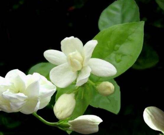 茉莉花施什么肥好,茉莉花施磷鉀肥和有機(jī)肥最好