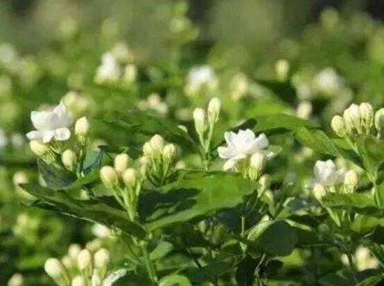 茉莉花施什么肥好,茉莉花施磷鉀肥和有機(jī)肥最好