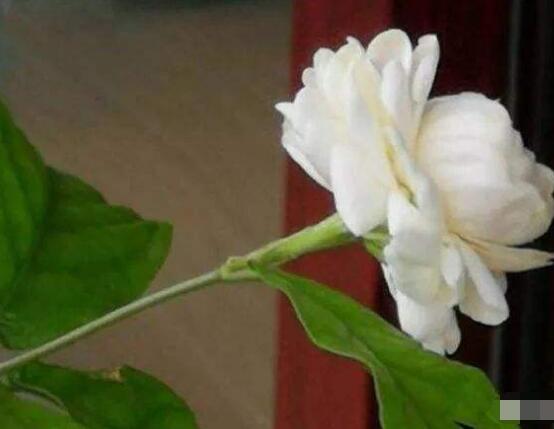 茉莉花花期多久,茉莉花花期長達半年(5-10月)