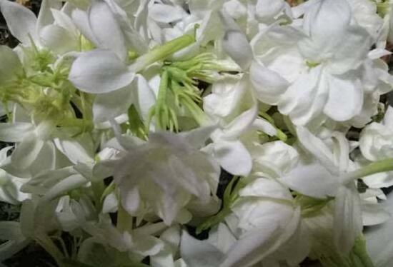 茉莉花花期多久,茉莉花花期長達半年(5-10月)