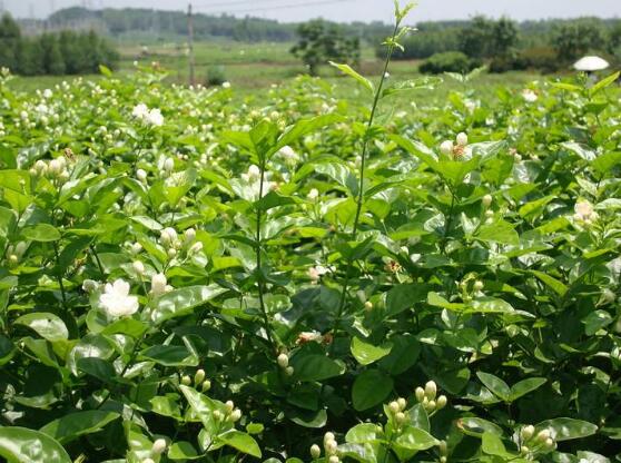 茉莉花花期多久,茉莉花花期長達半年(5-10月)