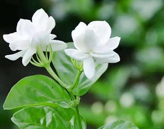 茉莉花花期多久,茉莉花花期長達半年(5-10月)