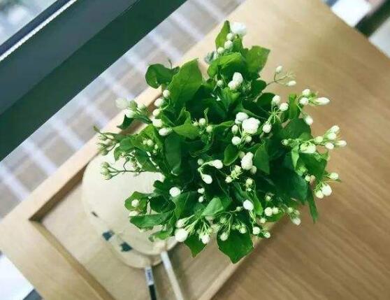 茉莉花花期多久,茉莉花花期長達半年(5-10月)