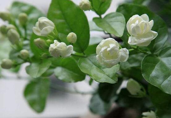 茉莉花可以水培嗎,茉莉花水培方法