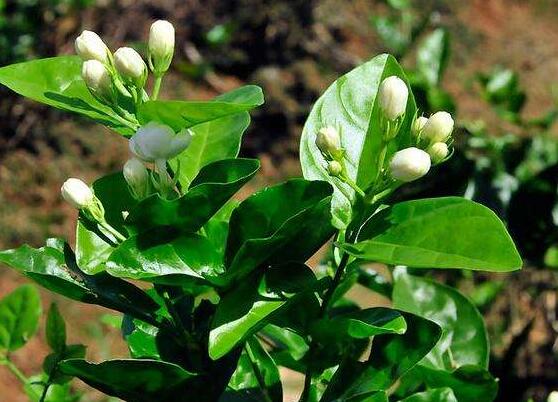 茉莉花可以水培嗎,茉莉花水培方法