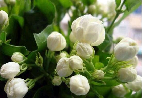茉莉花可以水培嗎,茉莉花水培方法
