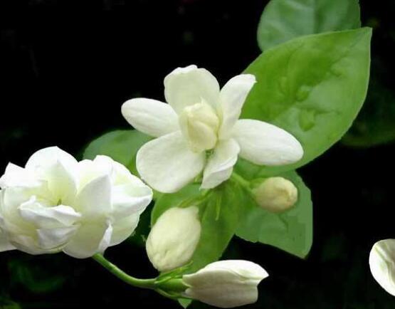 茉莉花可以水培嗎,茉莉花水培方法