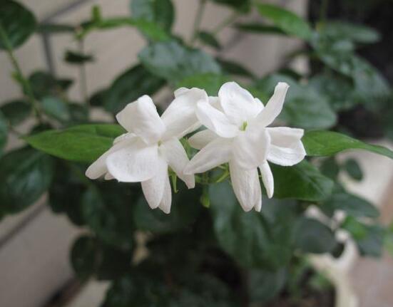 茉莉花的花語,茉莉花花語代表著你是我的
