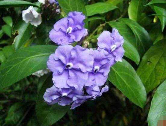 茉莉花的花語,茉莉花花語代表著你是我的