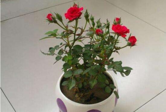 玫瑰花多久澆一次水,玫瑰花怎么澆水
