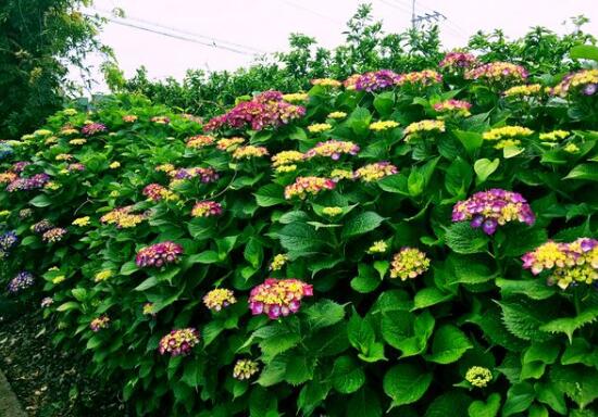 繡球花怎么施肥,繡球花施肥方法