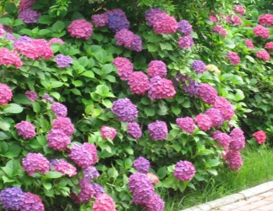 繡球花怎么施肥,繡球花施肥方法