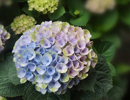繡球花怎么施肥,繡球花施肥方法