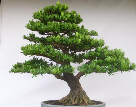 羅漢松花期,羅漢松花期為一個月(5月份開花)