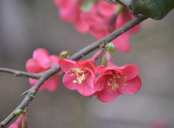 海棠花怎么施肥,海棠花施復合肥最好