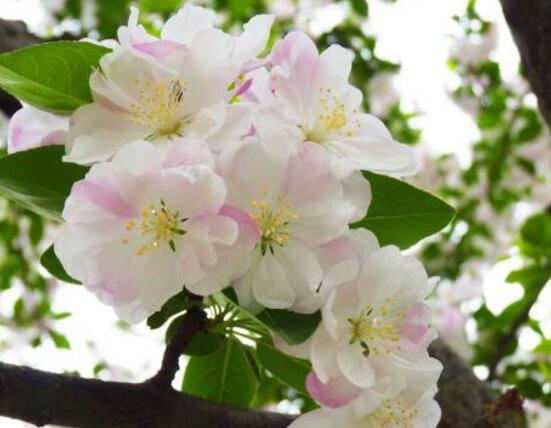 海棠花怎么施肥,海棠花施復合肥最好