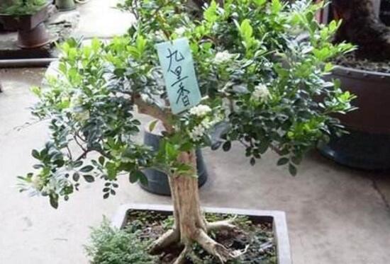 九里香怎么修剪,九里香的修剪圖解