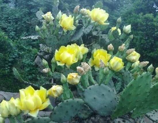 仙人掌的花語是什么,仙人掌開花的寓意象征著奇跡希望
