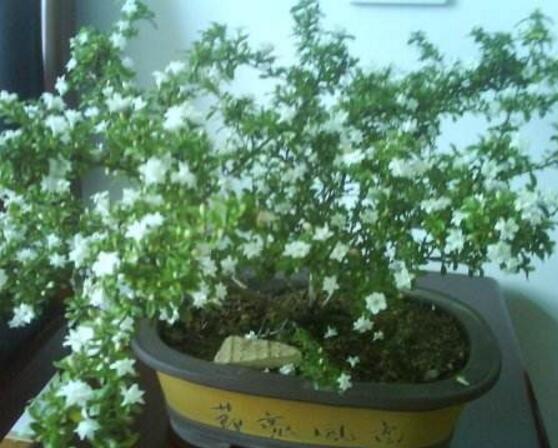 六月雪花期,六月雪花期持續達60天(5-7月份)