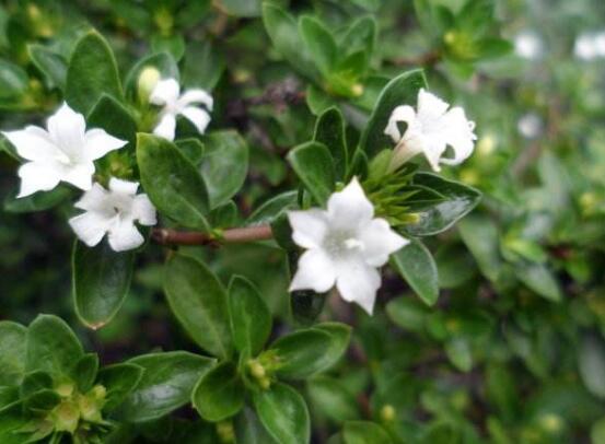 六月雪花期,六月雪花期持續達60天(5-7月份)