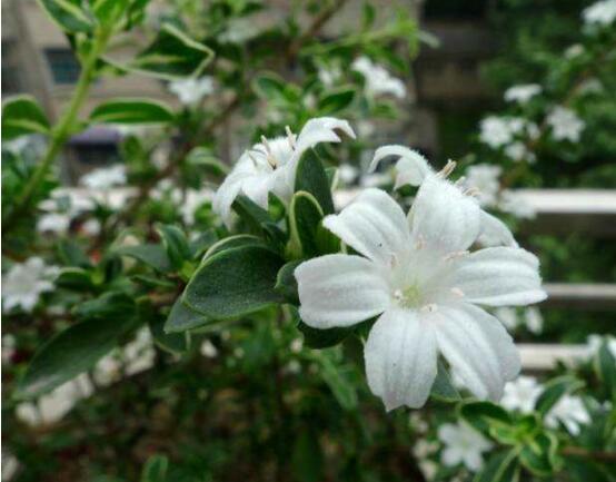 六月雪花期,六月雪花期持續達60天(5-7月份)