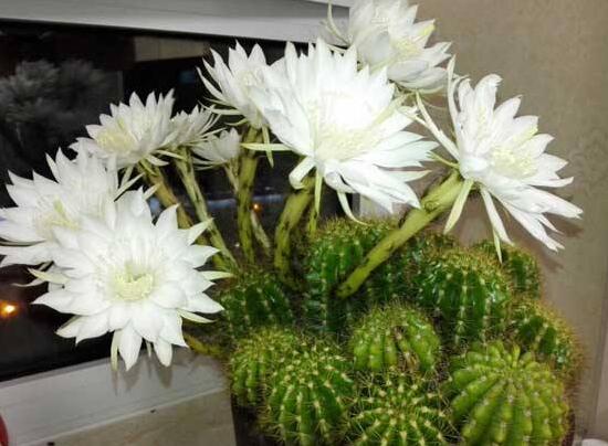 仙人球什么時候開花,仙人球開花是什么兆頭/吉祥如意