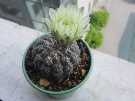 仙人球什么時候開花,仙人球開花是什么兆頭/吉祥如意