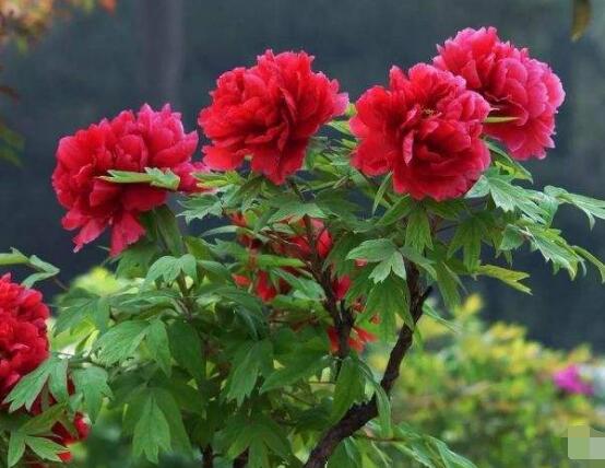 牡丹花什么時(shí)候開,牡丹花在每年5月開花(一年開一次)