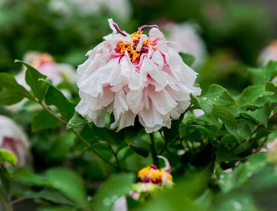 牡丹花什么時(shí)候開,牡丹花在每年5月開花(一年開一次)