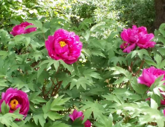 牡丹花什么時(shí)候開,牡丹花在每年5月開花(一年開一次)