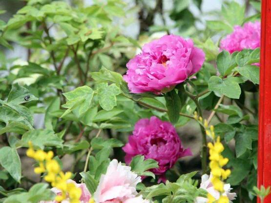 牡丹花什么時(shí)候開,牡丹花在每年5月開花(一年開一次)