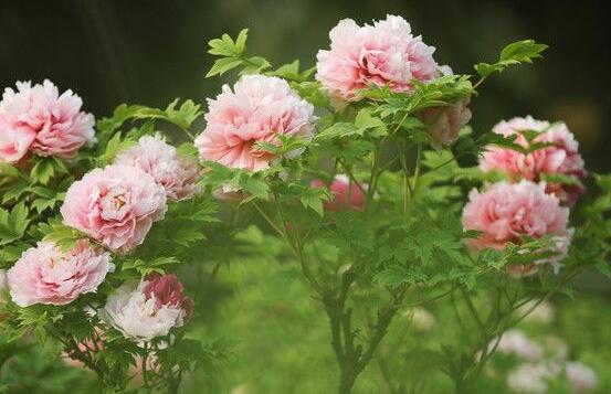 牡丹花怎么澆水,牡丹花澆水方法