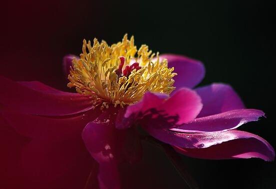 牡丹花怎么澆水,牡丹花澆水方法