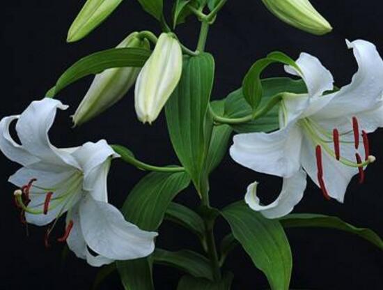 百合花的花語是什么,詮釋愛情“百年好合”最美不過了