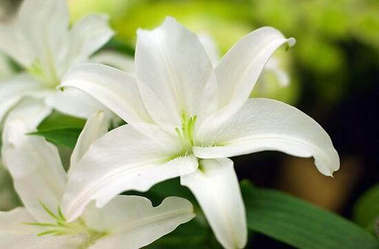 百合花的藥用價值,百合花的功效與作用