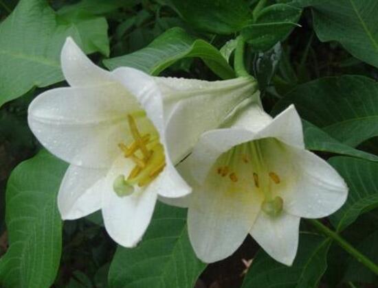 百合花的藥用價值,百合花的功效與作用