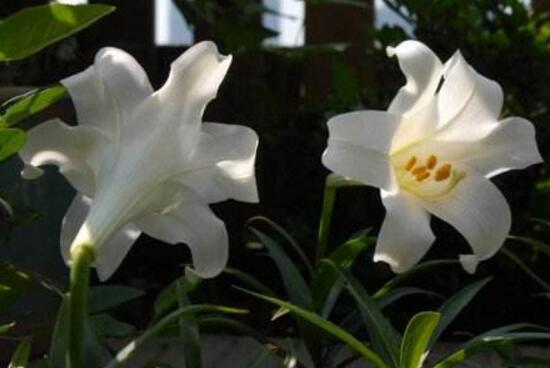 百合花的藥用價值,百合花的功效與作用