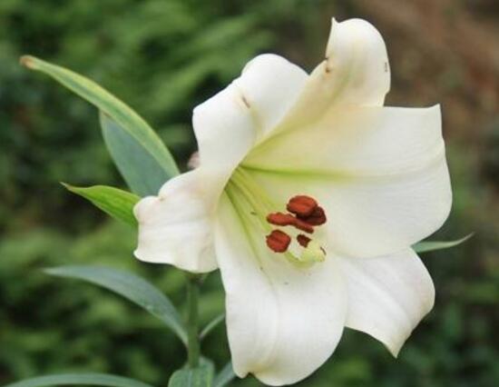 百合花多久澆次水,盆栽百合花怎么澆水/三天澆次水