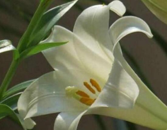 百合花多久澆次水,盆栽百合花怎么澆水/三天澆次水