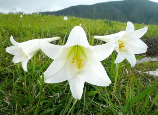盆栽百合花施什么肥好,百合花怎么施肥/施用氮肥