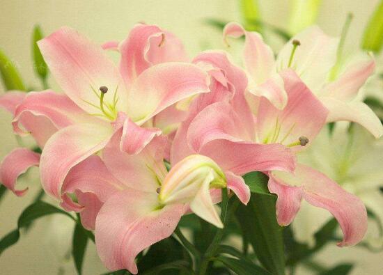 百合花什么時候開花,百合花不開花怎么辦/適當光照